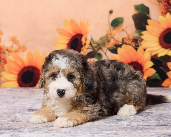 Photo of Mr. Max the F1B Mini-Bernedoodle puppy