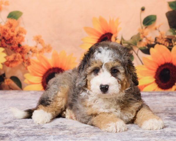 Photo of Mr. Max the F1B Mini-Bernedoodle puppy
