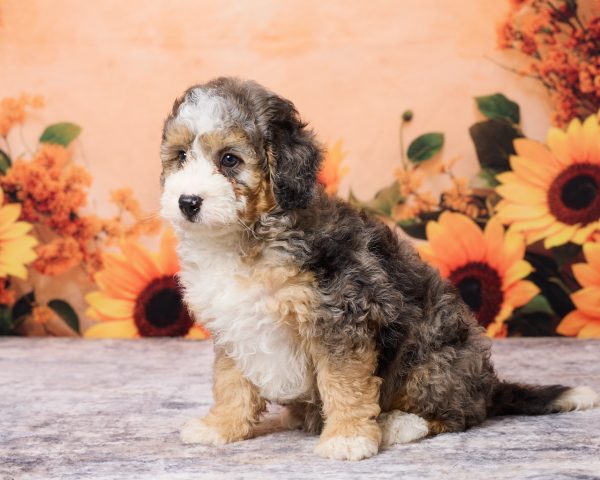 Photo of Mr. Max the F1B Mini-Bernedoodle puppy