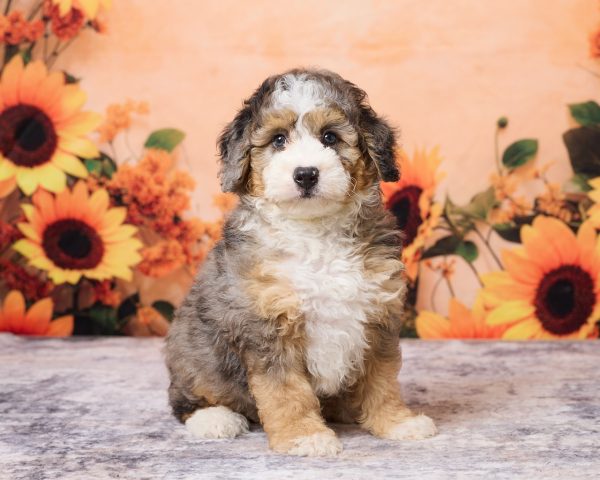 Photo of Mr. Max the F1B Mini-Bernedoodle puppy