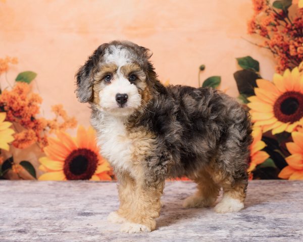 Photo of Mr. Max the F1B Mini-Bernedoodle puppy