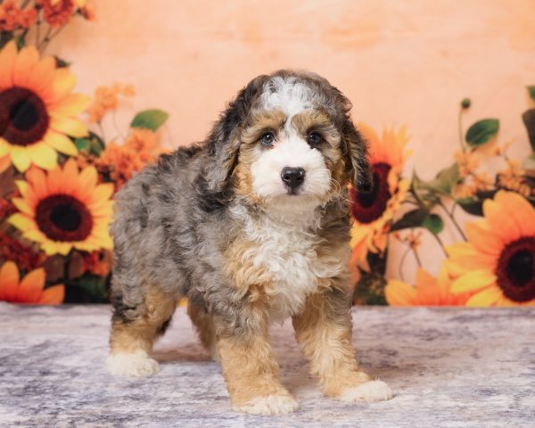 Photo of Mr. Max the F1B Mini-Bernedoodle puppy