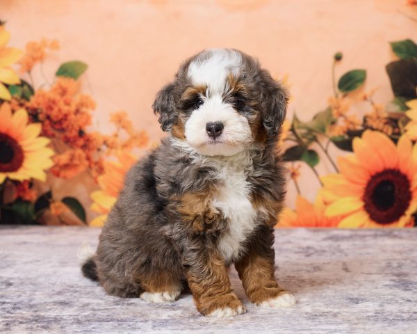 Mr. Merle the F1B Mini-Bernedoodle puppy