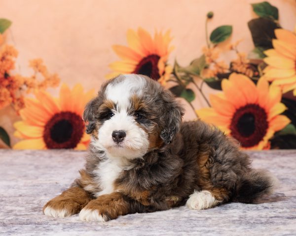 Photo of Mr. Merle the F1B Mini-Bernedoodle puppy