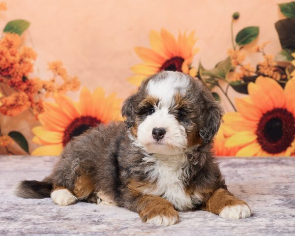 Photo of Mr. Merle the F1B Mini-Bernedoodle puppy