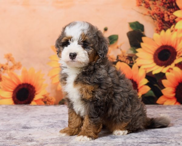 Photo of Mr. Merle the F1B Mini-Bernedoodle puppy