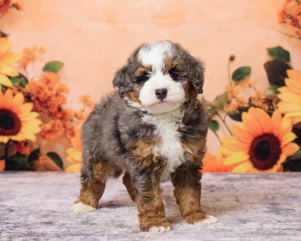 Photo of Mr. Merle the F1B Mini-Bernedoodle puppy