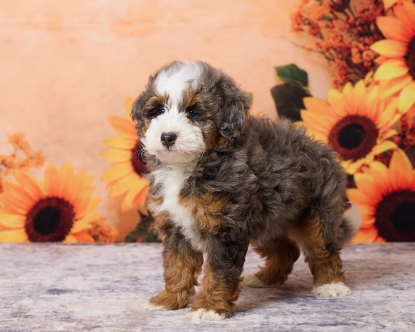 Photo of Mr. Merle the F1B Mini-Bernedoodle puppy