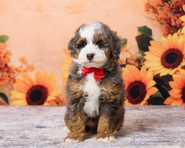 Photo of Mr. Merle the F1B Mini-Bernedoodle puppy