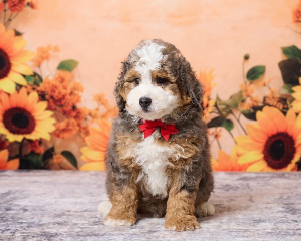 Mr. Milo the F1B Mini-Bernedoodle puppy