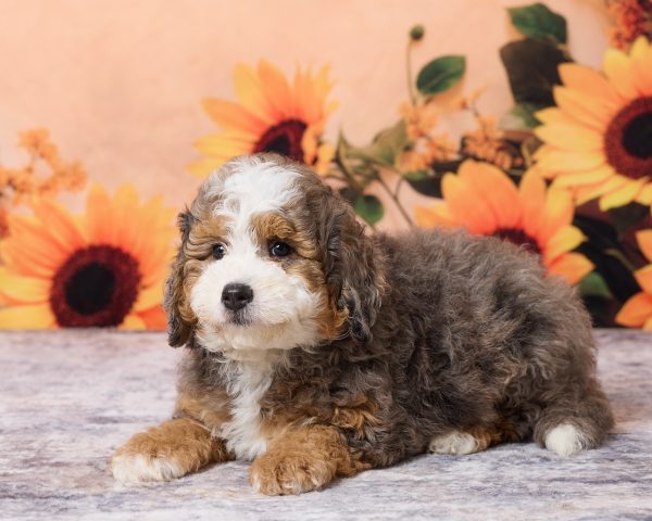 Photo of Mr. Milo the F1B Mini-Bernedoodle puppy