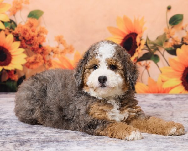 Photo of Mr. Milo the F1B Mini-Bernedoodle puppy