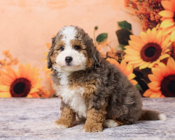 Photo of Mr. Milo the F1B Mini-Bernedoodle puppy