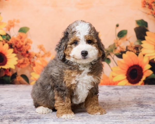 Photo of Mr. Milo the F1B Mini-Bernedoodle puppy