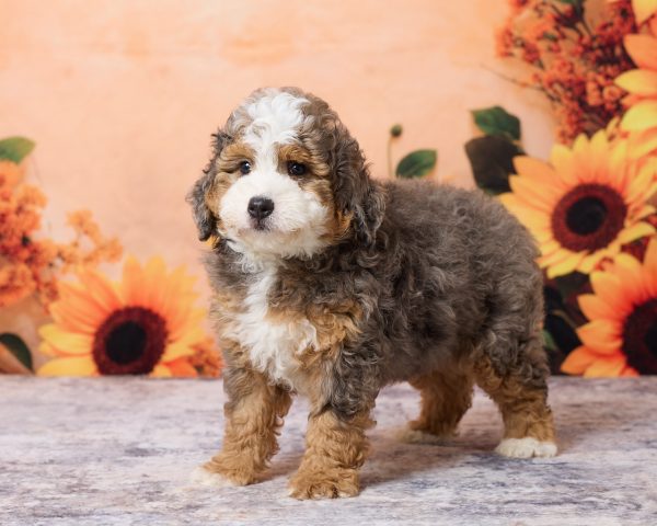 Photo of Mr. Milo the F1B Mini-Bernedoodle puppy