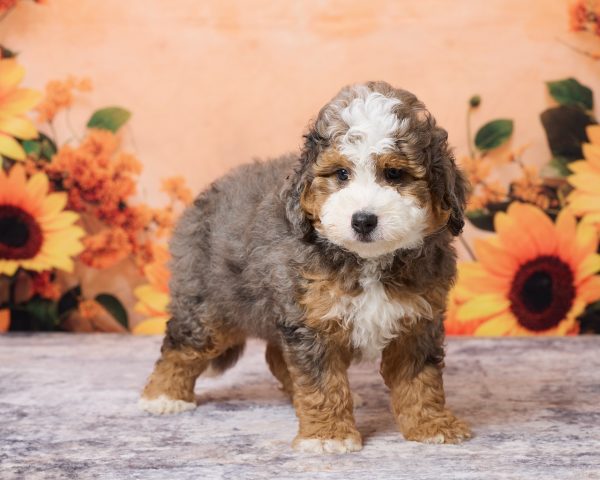 Photo of Mr. Milo the F1B Mini-Bernedoodle puppy