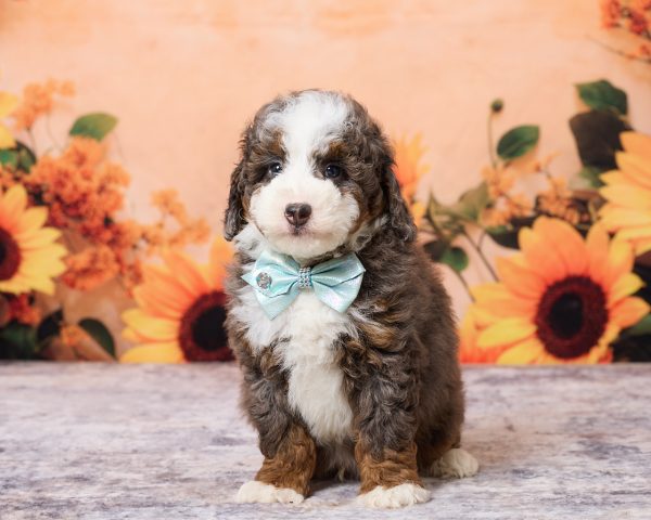 Mr. Moe the F1B Mini-Bernedoodle puppy