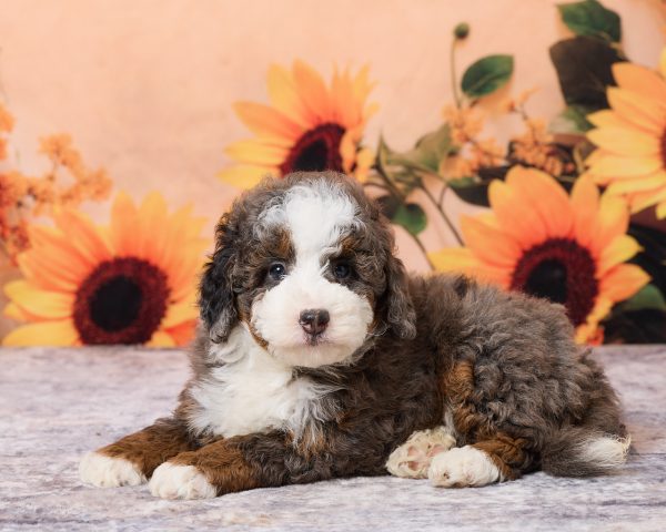 Photo of Mr. Moe the F1B Mini-Bernedoodle puppy