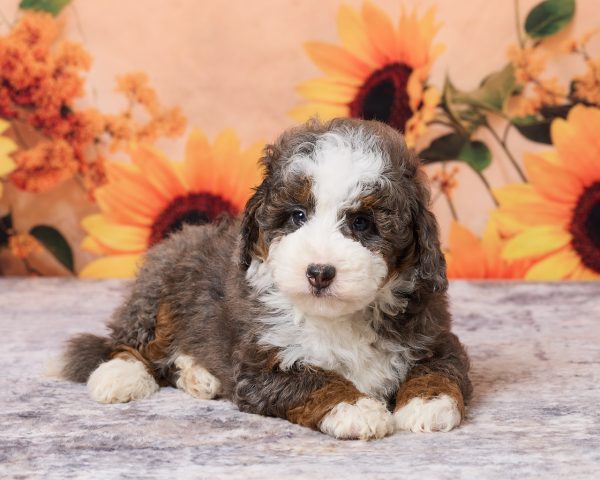 Photo of Mr. Moe the F1B Mini-Bernedoodle puppy
