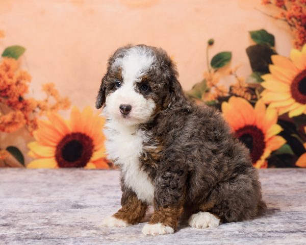 Photo of Mr. Moe the F1B Mini-Bernedoodle puppy
