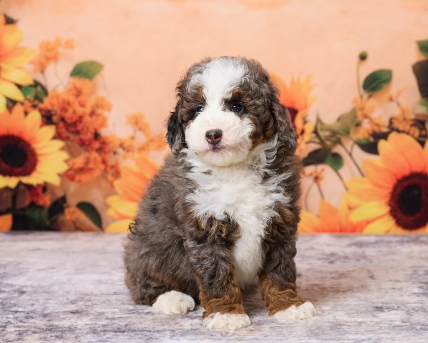 Photo of Mr. Moe the F1B Mini-Bernedoodle puppy