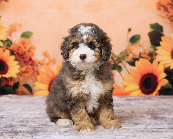 Mr. Muffin the F1B Mini-Bernedoodle puppy