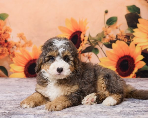 Photo of Mr. Muffin the F1B Mini-Bernedoodle puppy