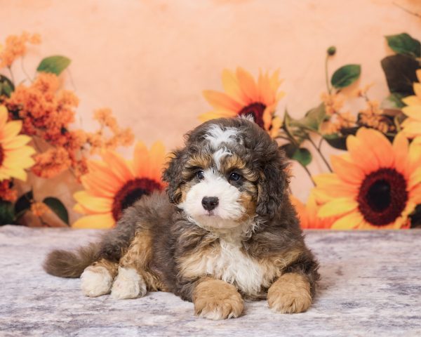 Photo of Mr. Muffin the F1B Mini-Bernedoodle puppy