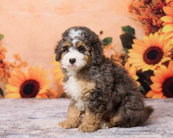 Photo of Mr. Muffin the F1B Mini-Bernedoodle puppy