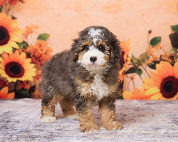 Photo of Mr. Muffin the F1B Mini-Bernedoodle puppy