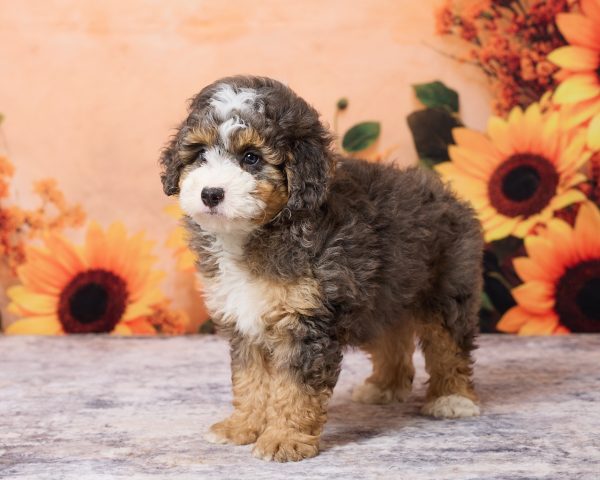 Photo of Mr. Muffin the F1B Mini-Bernedoodle puppy
