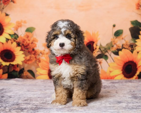 Photo of Mr. Muffin the F1B Mini-Bernedoodle puppy