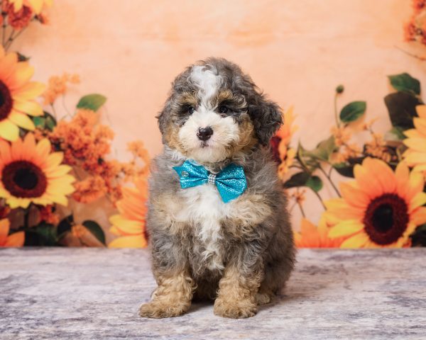 Mr. Murphy the F1B Mini-Bernedoodle puppy