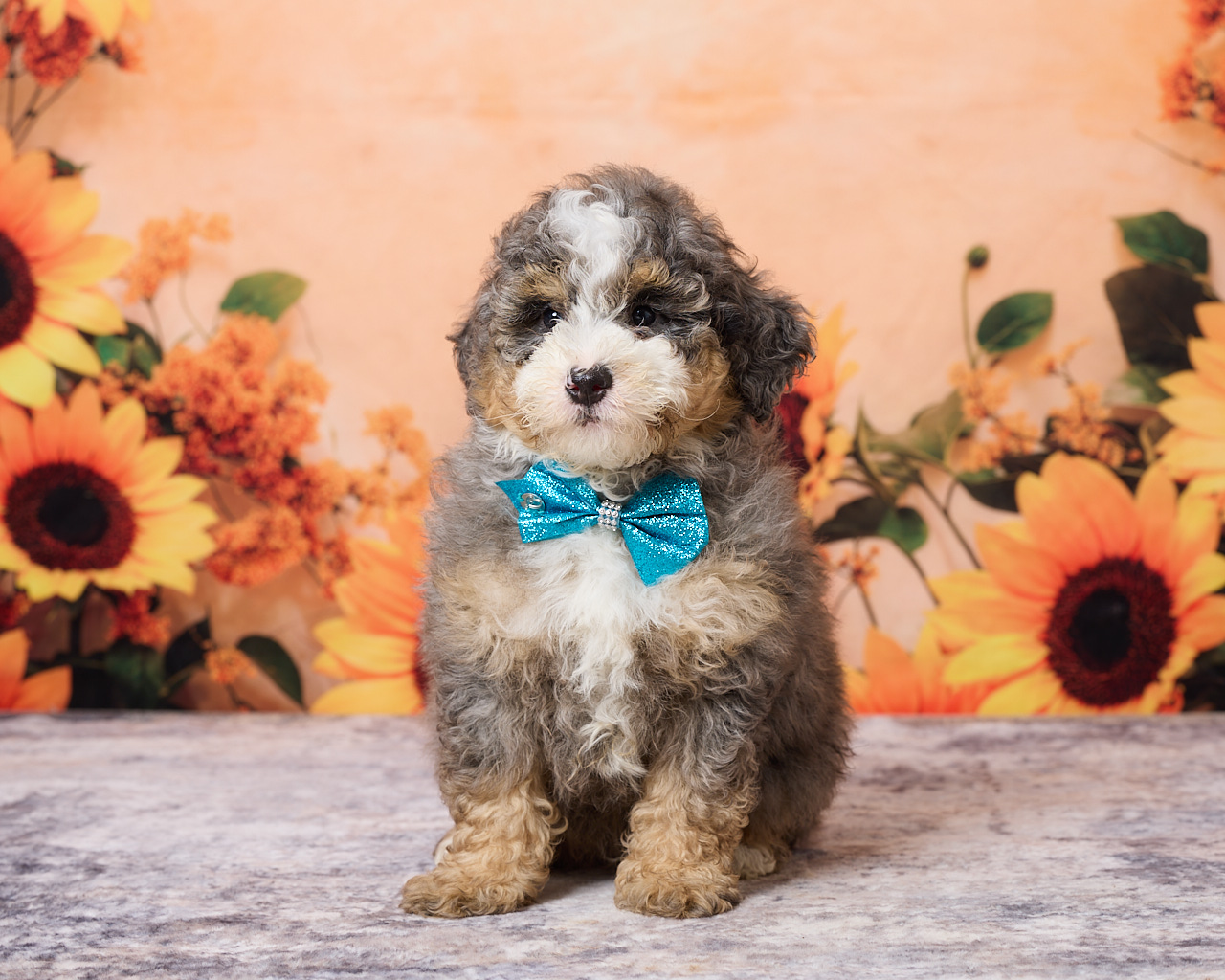Photo of Mr. Murphy the F1B Mini-Bernedoodle puppy