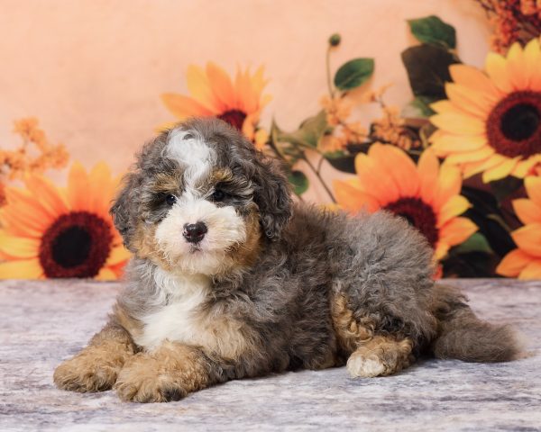 Photo of Mr. Murphy the F1B Mini-Bernedoodle puppy
