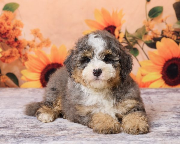 Photo of Mr. Murphy the F1B Mini-Bernedoodle puppy