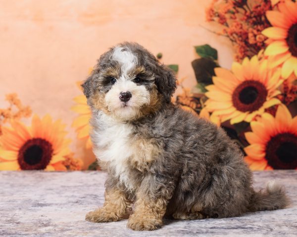 Photo of Mr. Murphy the F1B Mini-Bernedoodle puppy