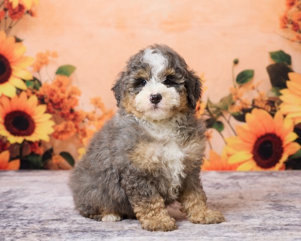 Photo of Mr. Murphy the F1B Mini-Bernedoodle puppy