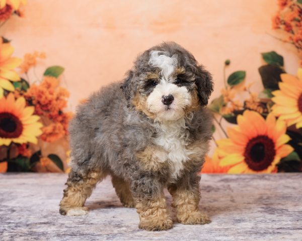 Photo of Mr. Murphy the F1B Mini-Bernedoodle puppy