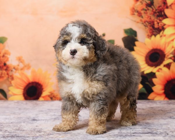 Photo of Mr. Murphy the F1B Mini-Bernedoodle puppy