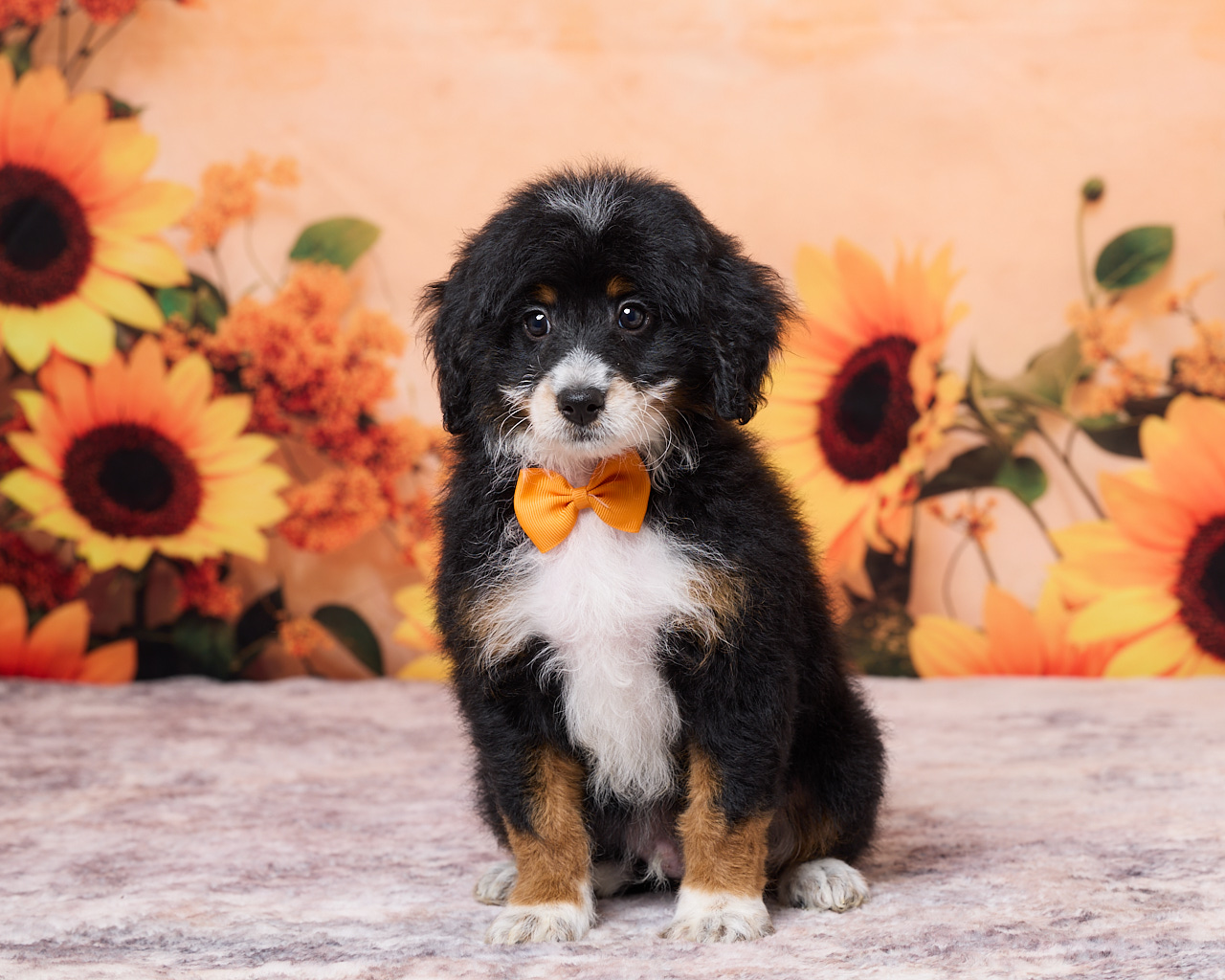 Photo of Mr. Nate the F1B Mini-Bernedoodle puppy