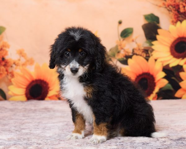 Photo of Mr. Nate the F1B Mini-Bernedoodle puppy