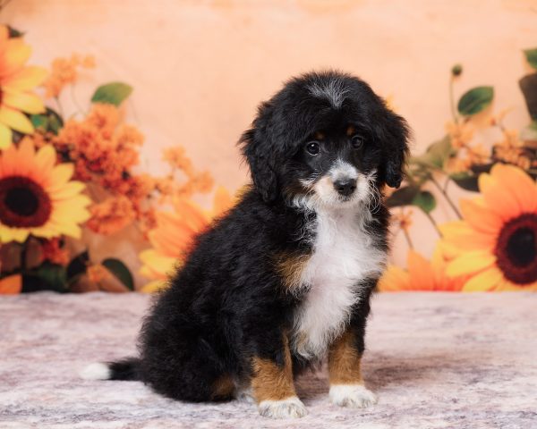 Photo of Mr. Nate the F1B Mini-Bernedoodle puppy