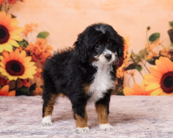 Photo of Mr. Nate the F1B Mini-Bernedoodle puppy