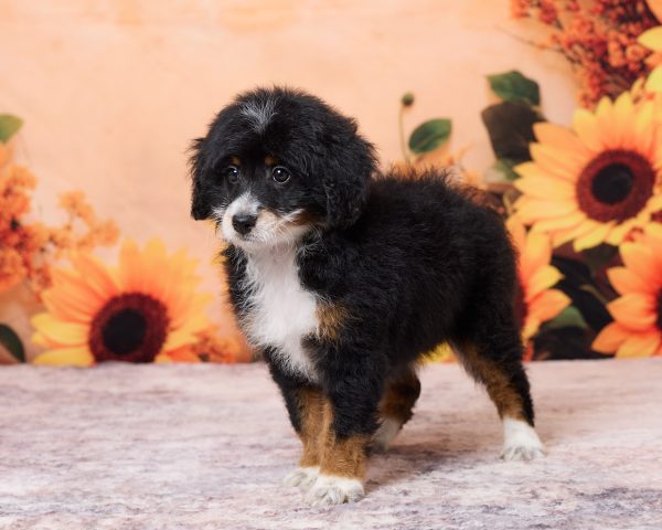 Photo of Mr. Nate the F1B Mini-Bernedoodle puppy