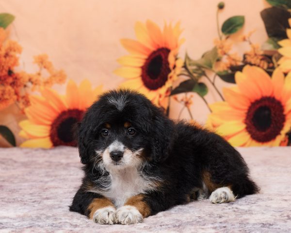 Photo of Mr. Nate the F1B Mini-Bernedoodle puppy
