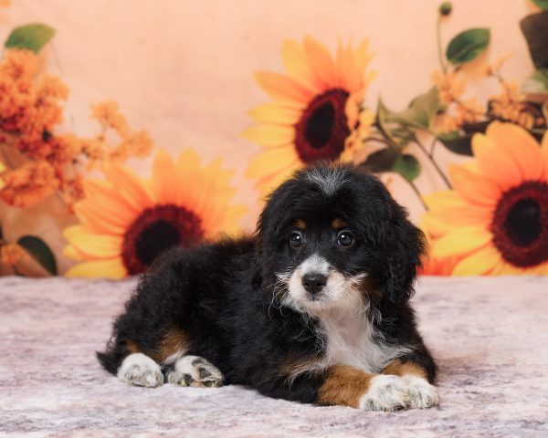 Photo of Mr. Nate the F1B Mini-Bernedoodle puppy