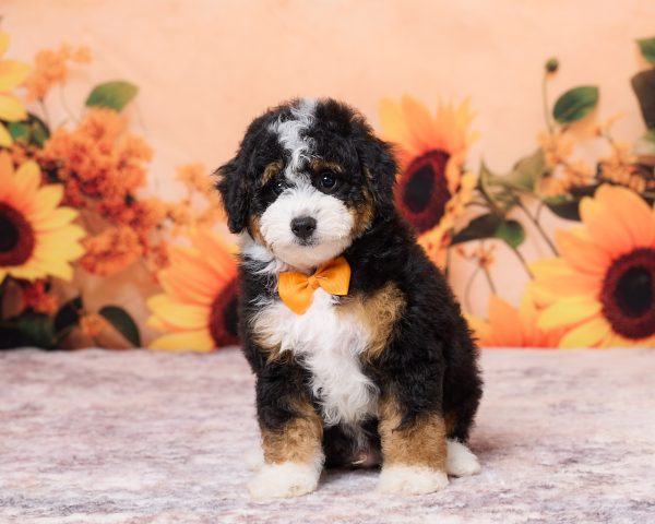 Mr. Nebo the F1B Mini-Bernedoodle puppy