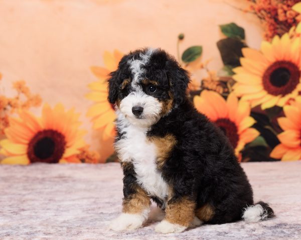 Photo of Mr. Nebo the F1B Mini-Bernedoodle puppy