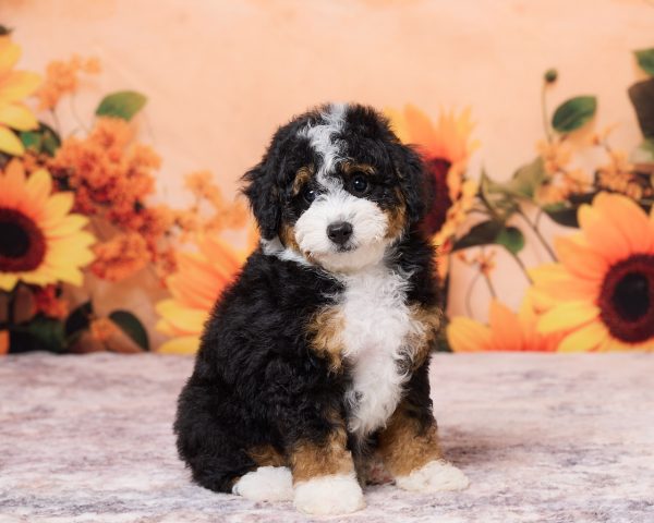 Photo of Mr. Nebo the F1B Mini-Bernedoodle puppy